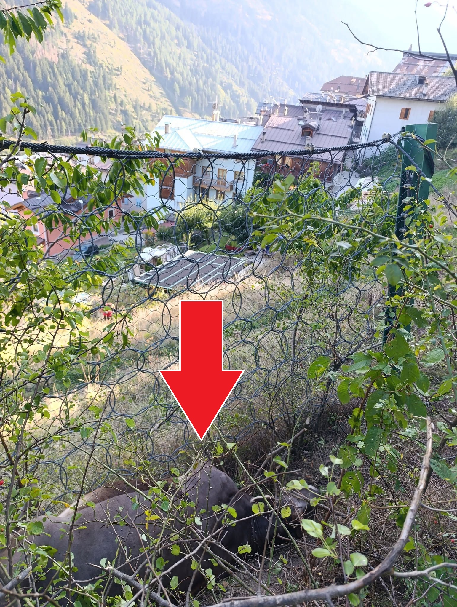 Grave predazione da orso tra le case in val di Sole (ma l’orso killer resta libero)