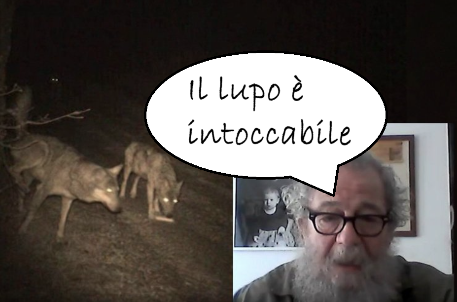 A Rimini è emergenza lupo. “Esperto” smentito da Tutela Rurale