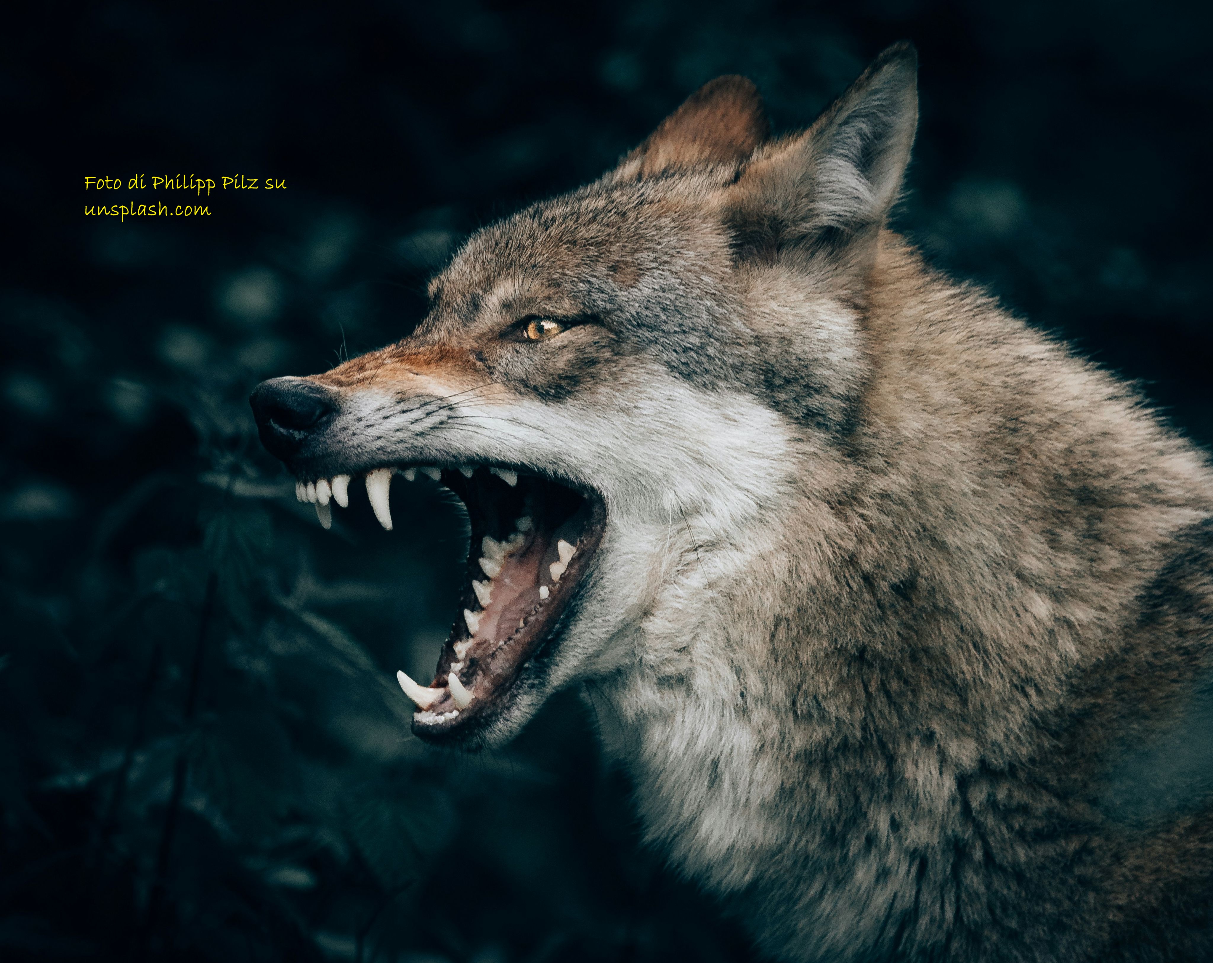 Il comune di Belluno patrocina la LAV sui lupi: uno schiaffo al territorio