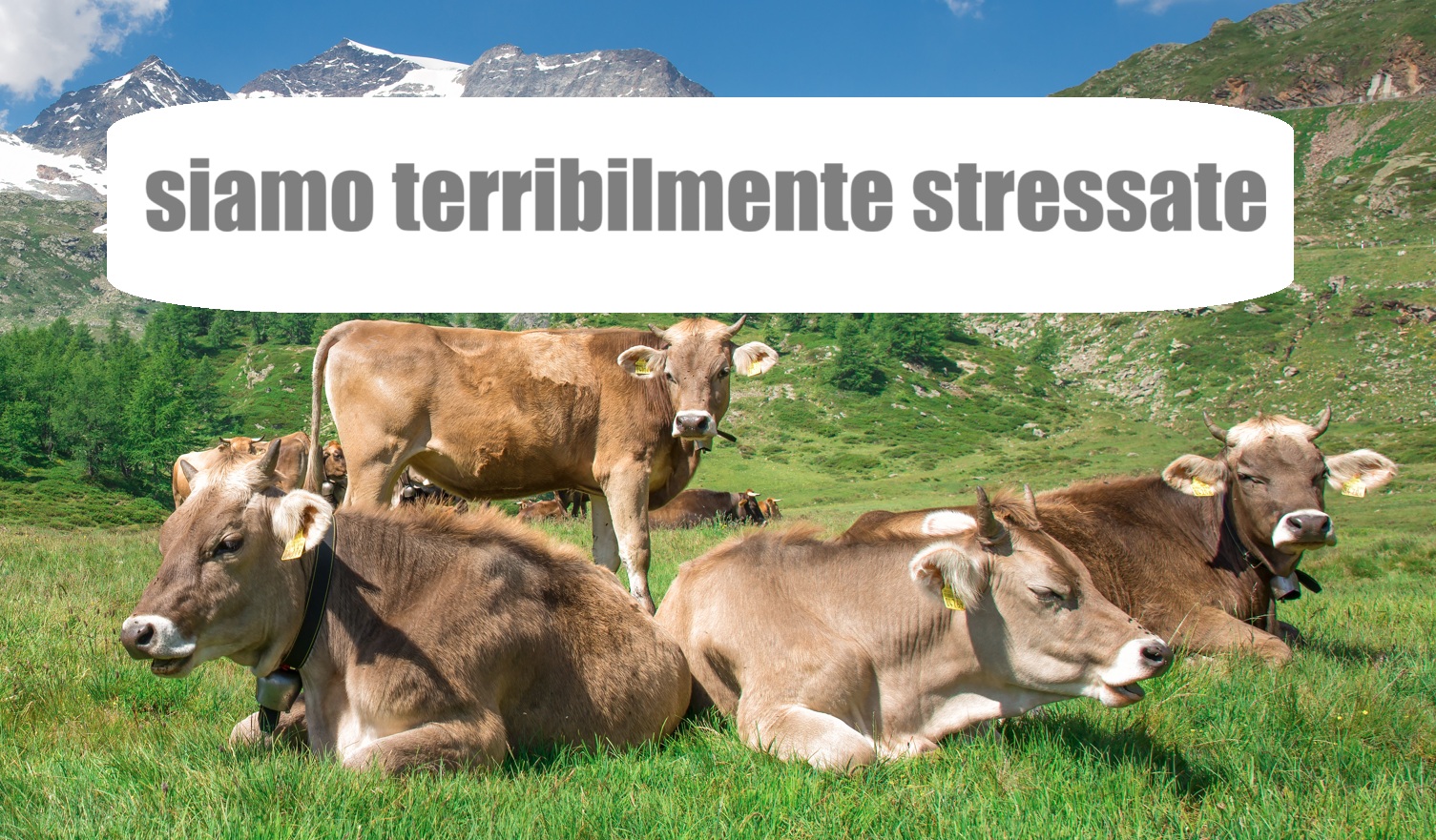 DIARIO AMICO: NIENTE SCUSE, SOLO ARIA FRITTA