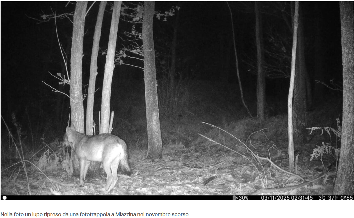 Aggressione da “canide” a Miazzina. La vittima conferma il comunicato di Tutela Rurale
