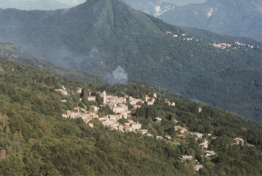Dov’è il cane randagio che ha preso una donna alla gola? I forestali non convincono