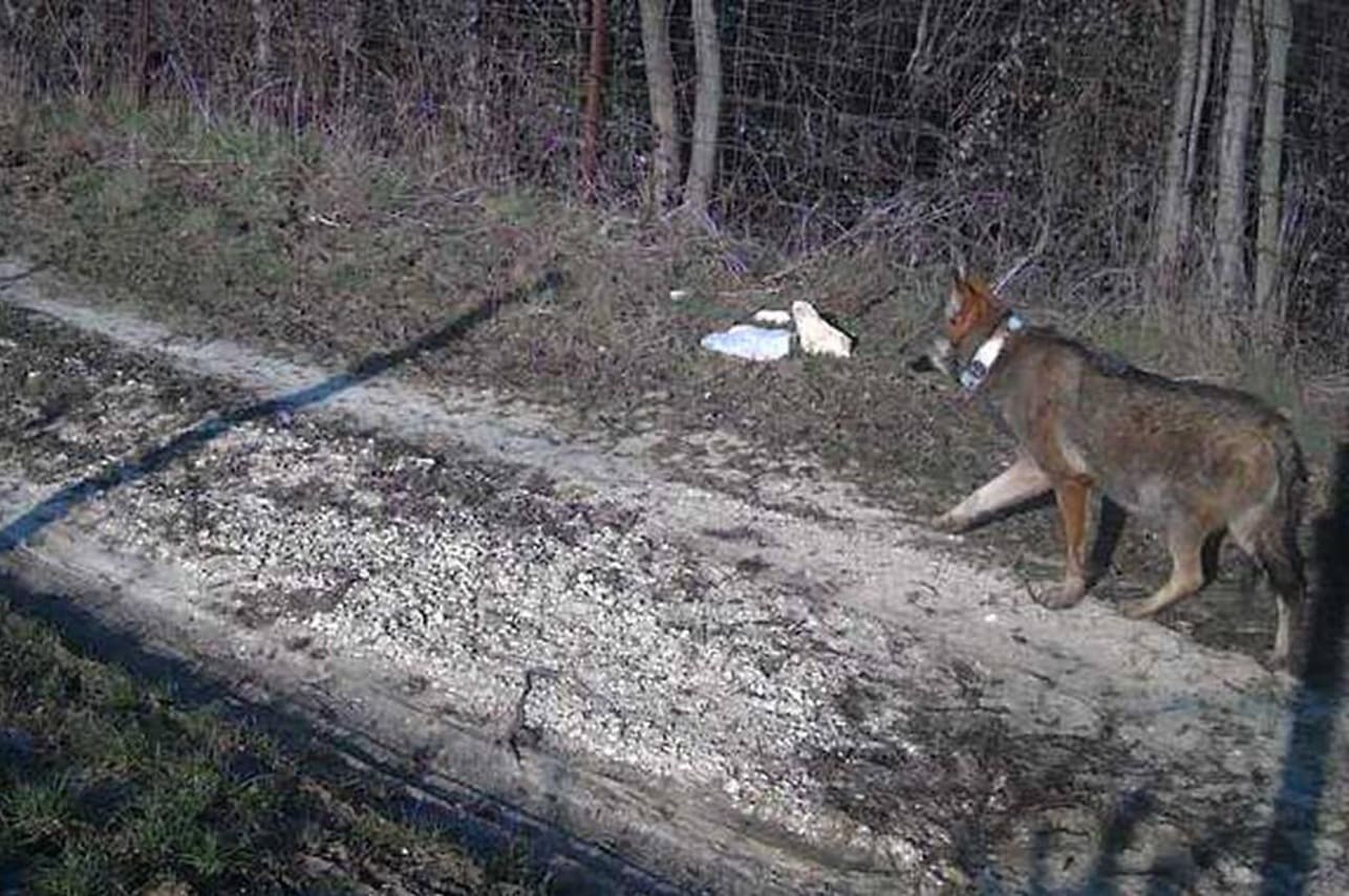 Lupo “Andrea”: una storia imbarazzante per il lupismo