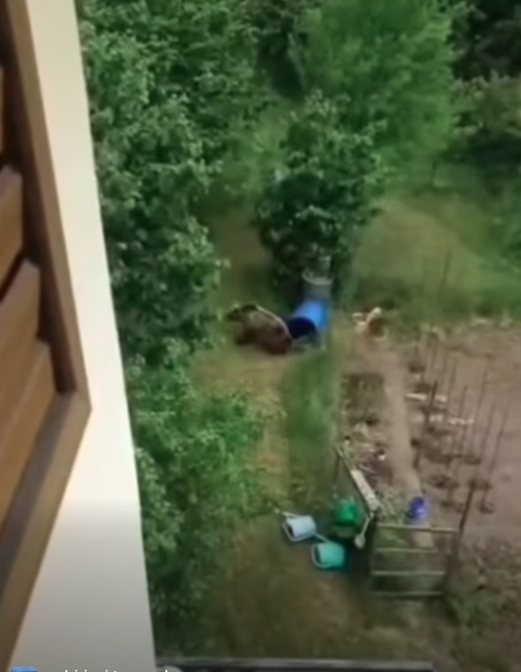 Trento: orso nell’orto sotto casa. Silenzio stampa