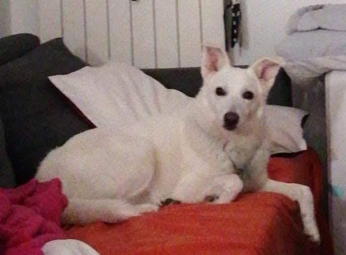 Lupi: gravissimo episodio in Versilia